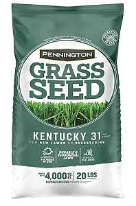 SEED KENTUCKY 31 COATED 20LB  